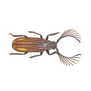 LASIOGASTER COSTIPENNIS LASIOGASTER COSTIPENNIS